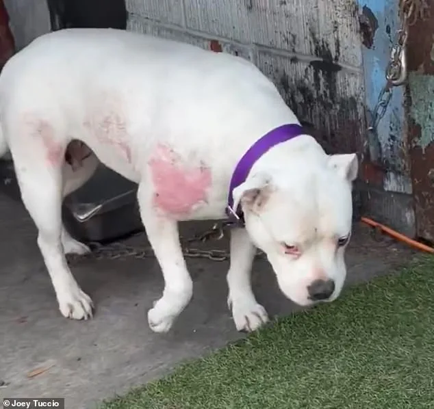 California's Skid Row: Dogs Suffer Starvation, Abuse as Black Market Thrives