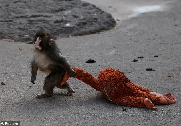 From Rejection to Resilience: Punch the Macaque's Stuffed Orangutan Lifeline