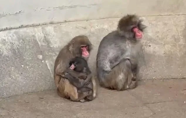 From Rejection to Resilience: Punch the Macaque's Stuffed Orangutan Lifeline
