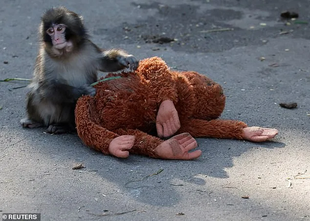 From Rejection to Resilience: Punch the Macaque's Stuffed Orangutan Lifeline