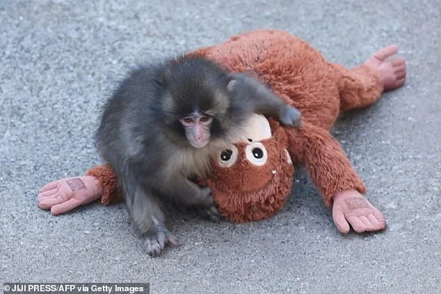 From Rejection to Resilience: Punch the Macaque's Stuffed Orangutan Lifeline