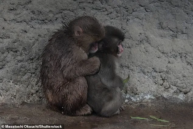 Orphaned Macaque Punch Shows Signs of Social Integration After Months with Plush Toy
