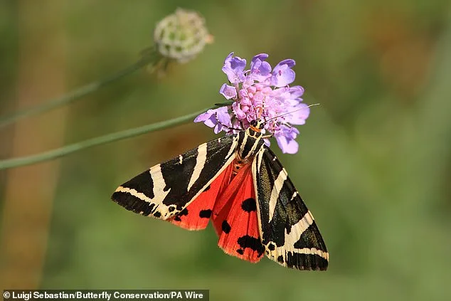Embrace Caterpillar Damage to Save Moths, Urge Conservationists