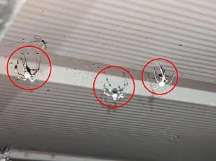 Venomous Joro Spiders Spread Across U.S. Using Ballooning Technique