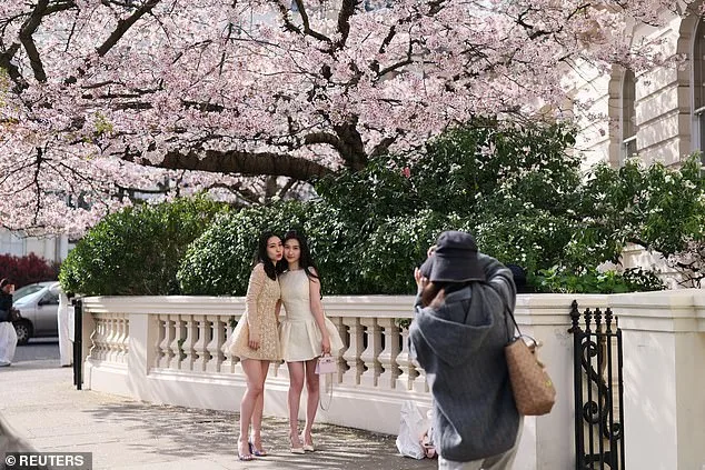 Cherry Blossoms Thrive in UK's Weather Whiplash