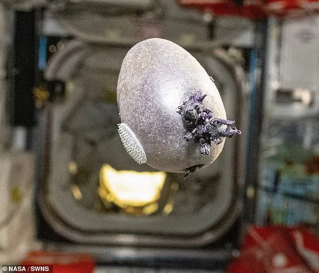 Mysterious Tentacled Object Spotted on ISS Sparks Viral Speculation and Jokes About 'Zero-G Fryers