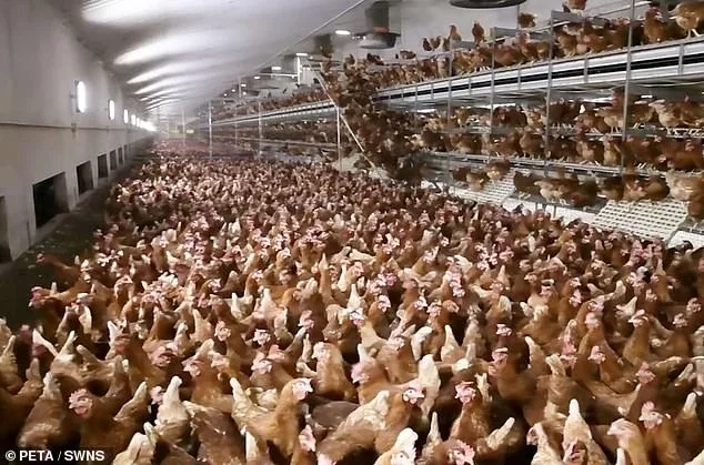 PETA Urges Preston Council to Replace Easter Egg Roll with Potato Tumble to Curb Animal Suffering