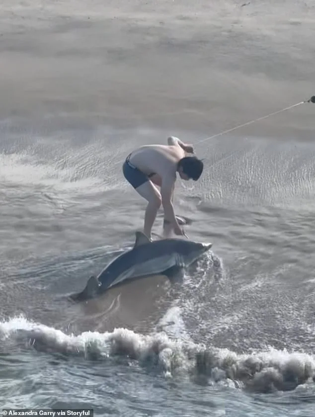Heroic Young Fisherman Rescues Stranded Juvenile Great White Shark at Hermosa Beach