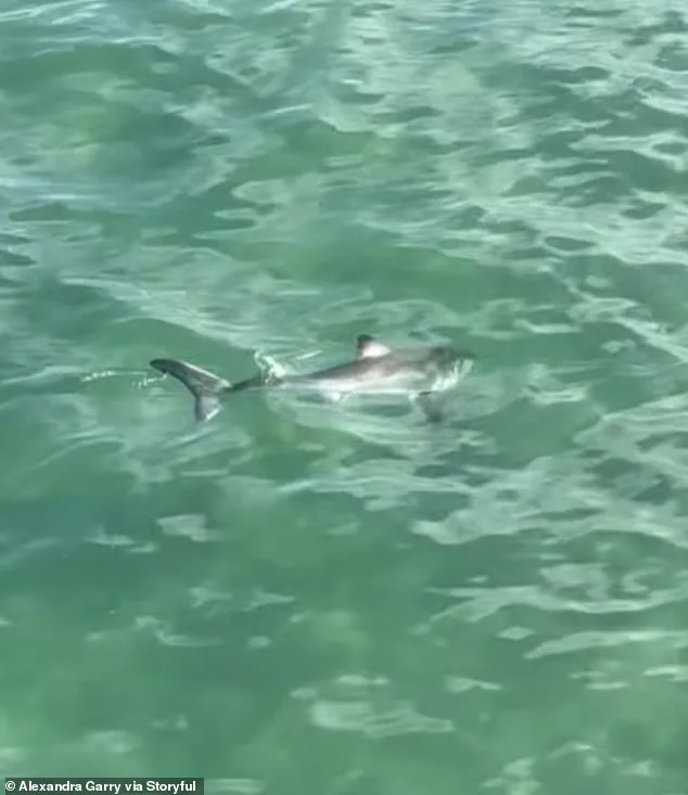 Heroic Young Fisherman Rescues Stranded Juvenile Great White Shark at Hermosa Beach
