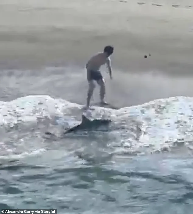Heroic Young Fisherman Rescues Stranded Juvenile Great White Shark at Hermosa Beach