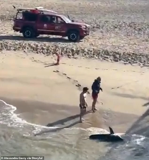 Heroic Young Fisherman Rescues Stranded Juvenile Great White Shark at Hermosa Beach