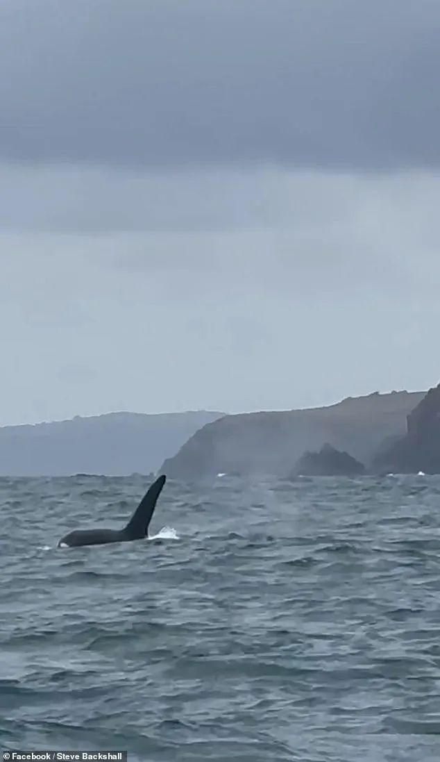 Steve Backshall's Rare Encounter with UK's Last Resident Killer Whales Captures 'Greatest British Wildlife Moment