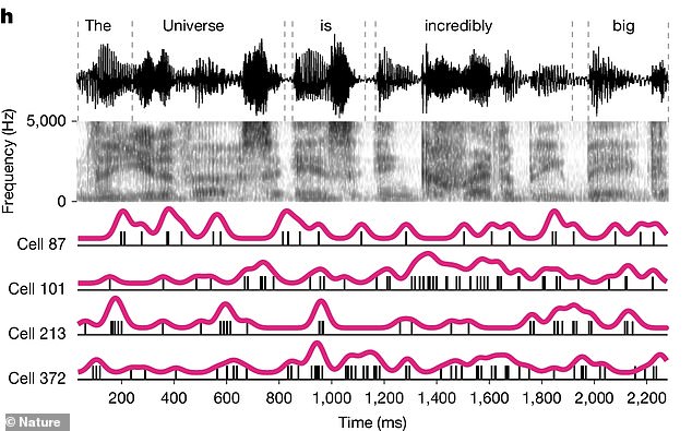Brain stays active and processes language even under general anesthesia.